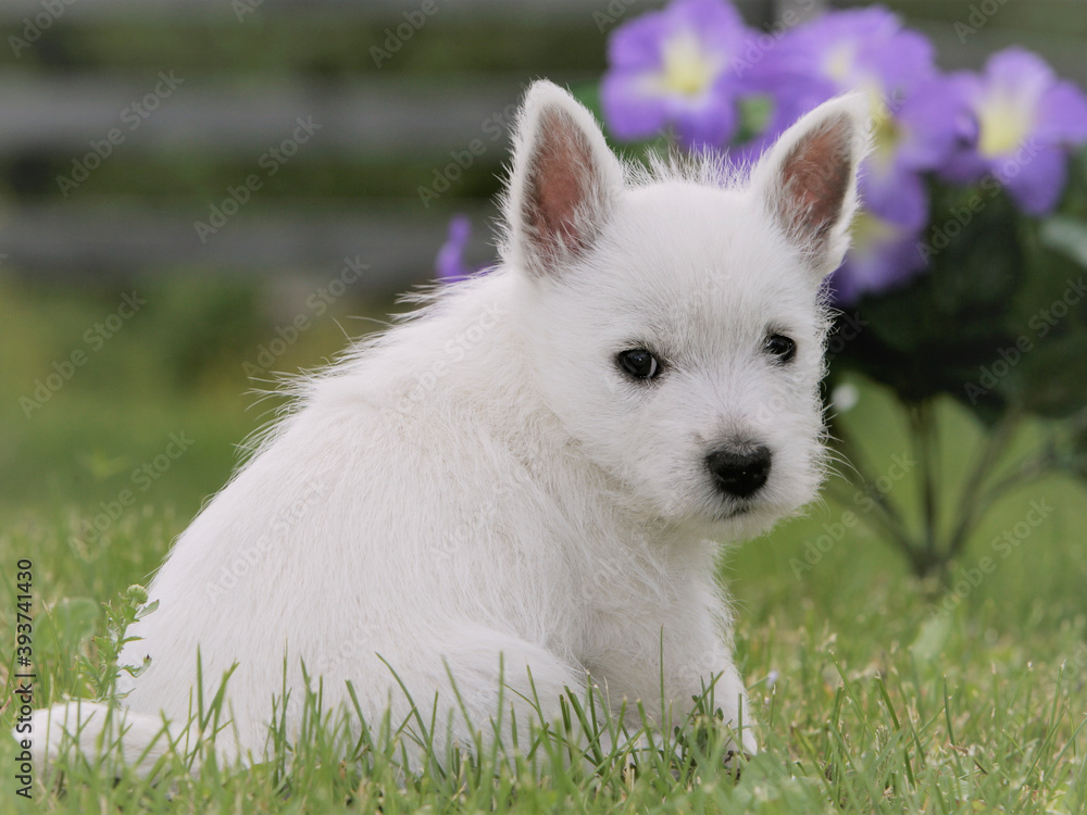 Cute White Terrier puppy sitting in grass looking, 
