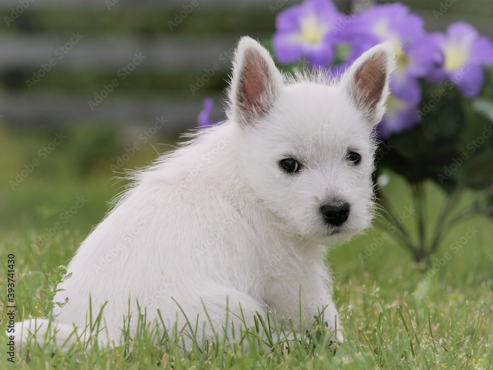 Cute West Highland White Terrier puppy sitting in grass looking, Cute West Highland White Terrier puppy sitting in grass looking,