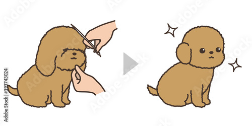 子犬のトリミング　ビフォアアフター　フェイスカット
