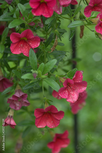 red flowers and green leaves