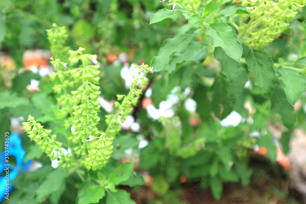 Cinnamon basil (Ocimum basilicum) leaves and flowers, Thai Basil in the garden Cinnamon basil (Ocimum basilicum) leaves and flowers, Thai Basil in the garden