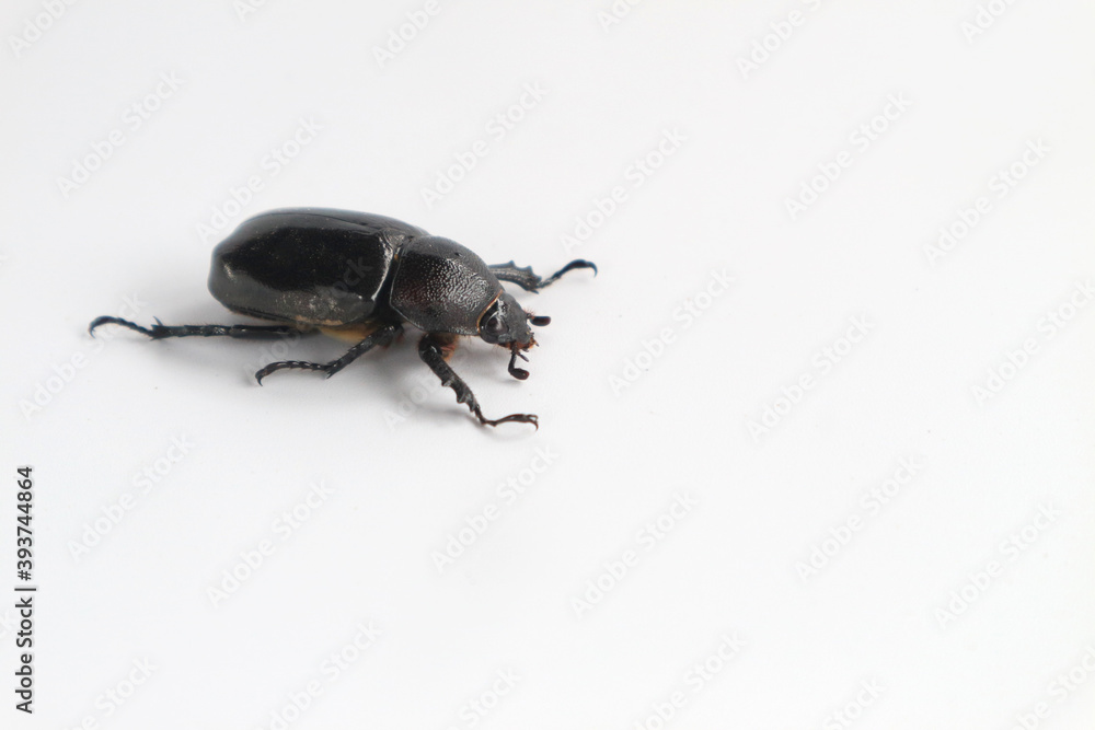 Rhinoceros beetle, Hercules beetle, horn beetle, on white background Rhinoceros beetle, Hercules beetle, horn beetle, on white background
