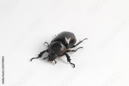 Rhinoceros beetle, Hercules beetle, horn beetle, on white background © สมปอง ป้องปิด