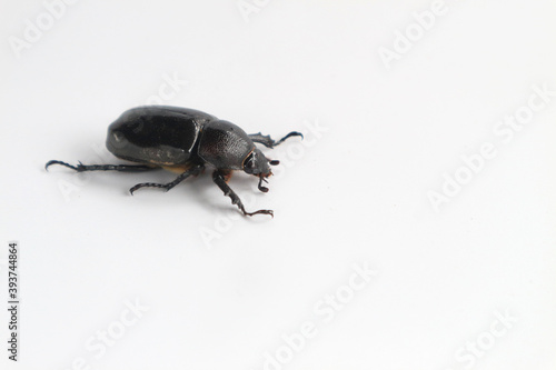 Rhinoceros beetle, Hercules beetle, horn beetle, on white background