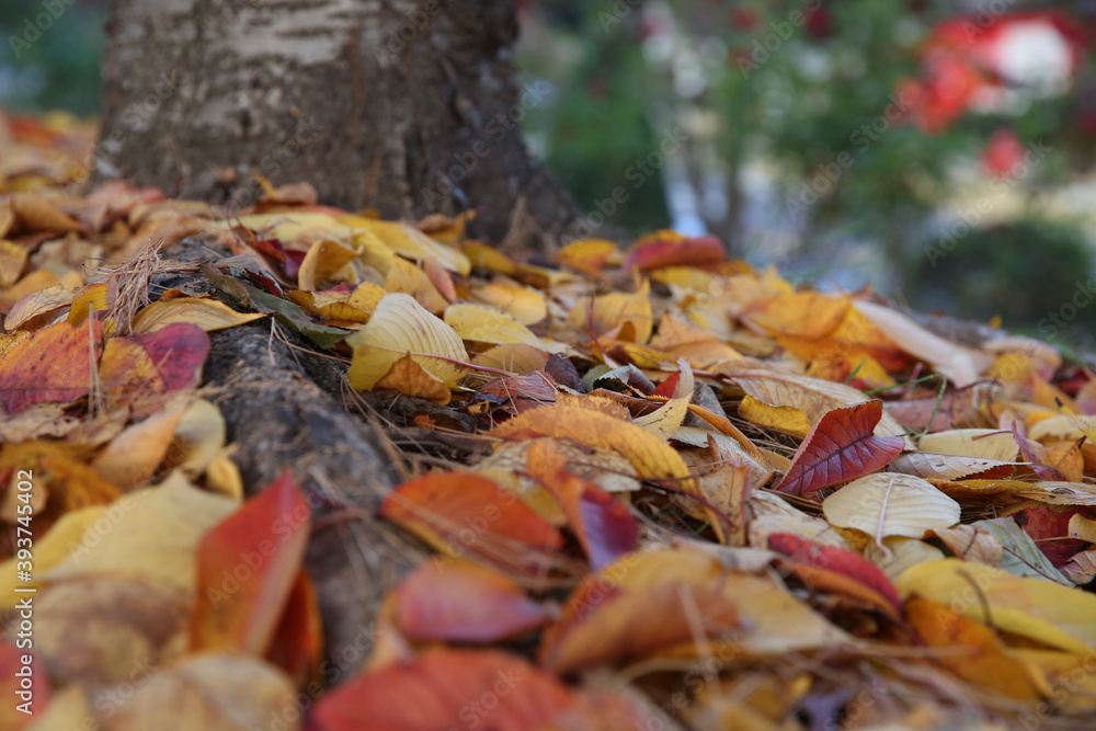 fallen autumn leaves fallen autumn leaves