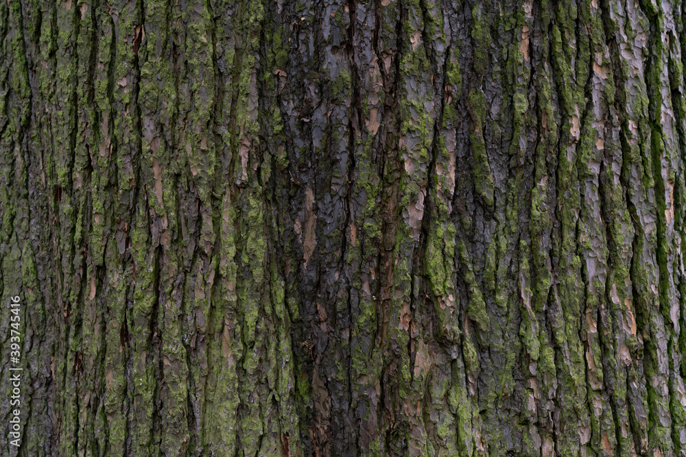 dry tree bark plant texture and background in the forest, nature concept