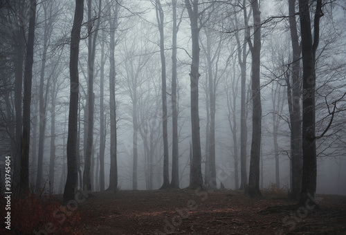 Panoramic view of the foggy autumn forest in the mountains.