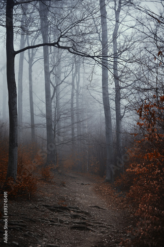 Panoramic view of the foggy autumn forest in the mountains.