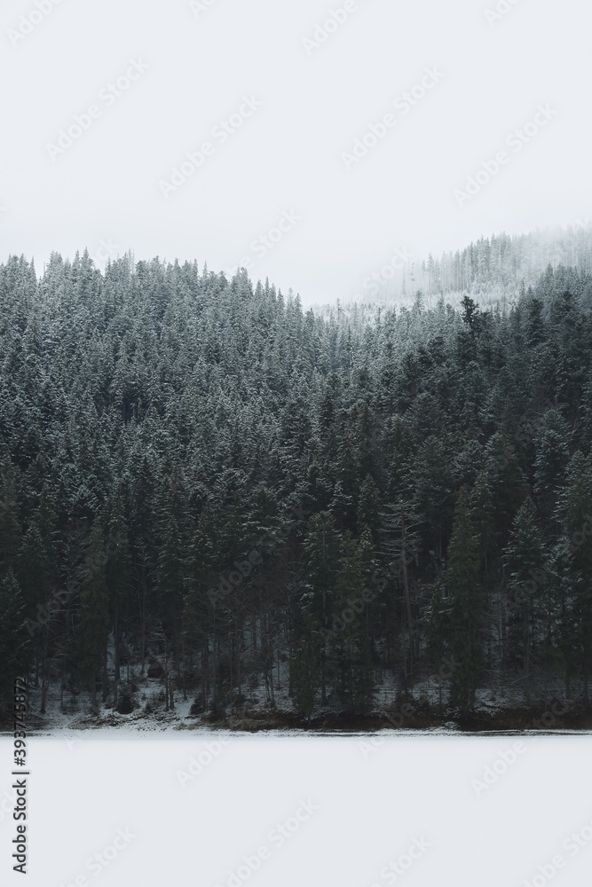 Panoramic view of a winter coniferous forest in the mountains. Panoramic view of a winter coniferous forest in the mountains.