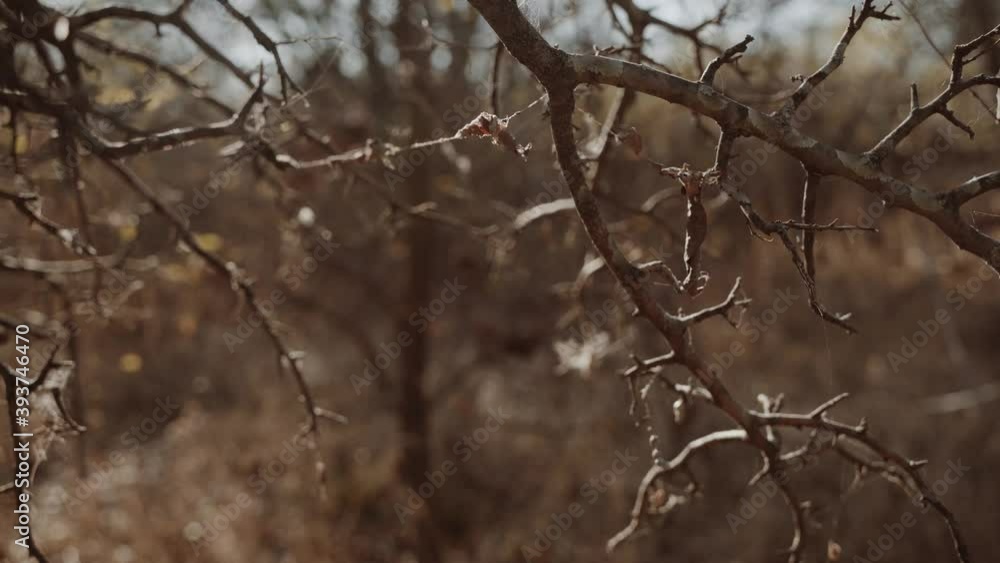 branches of a tree branches of a tree