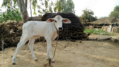 new born calf || calf in village