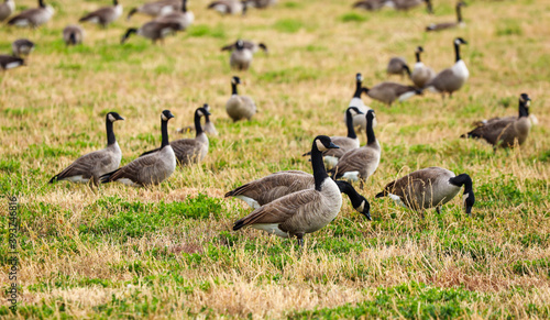 geese in a open field