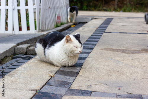 cat on the street