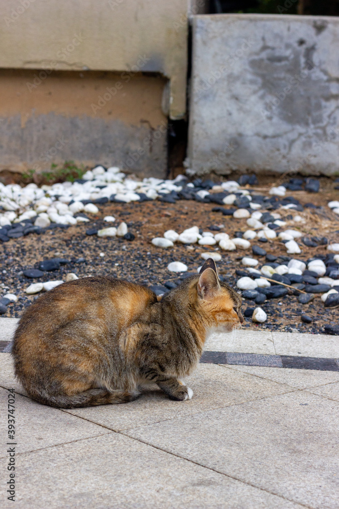 Fototapeta premium cat on the roof