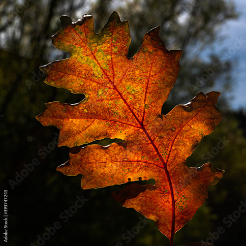 Autumn Oak Leaf