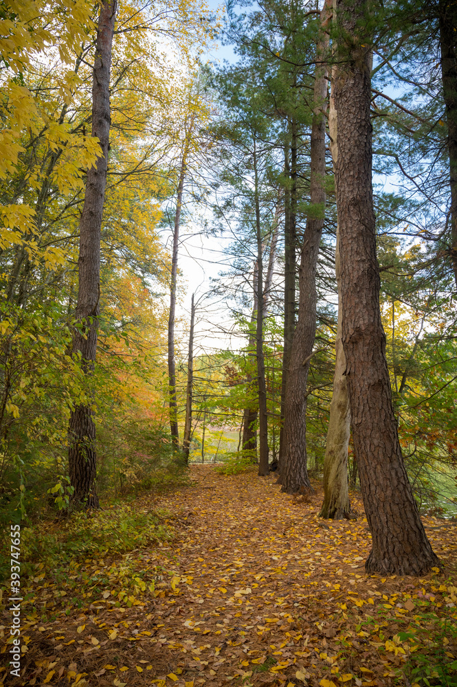 vertically oriented shots of tall trees and leaves on the ground in a new england forest vertically oriented shots of tall trees and leaves on the ground in a new england forest