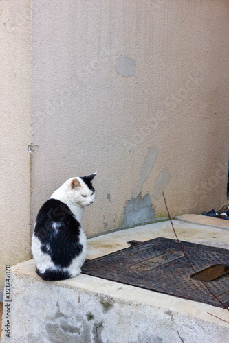 Fototapeta Naklejka Na Ścianę i Meble -  cat on the window
