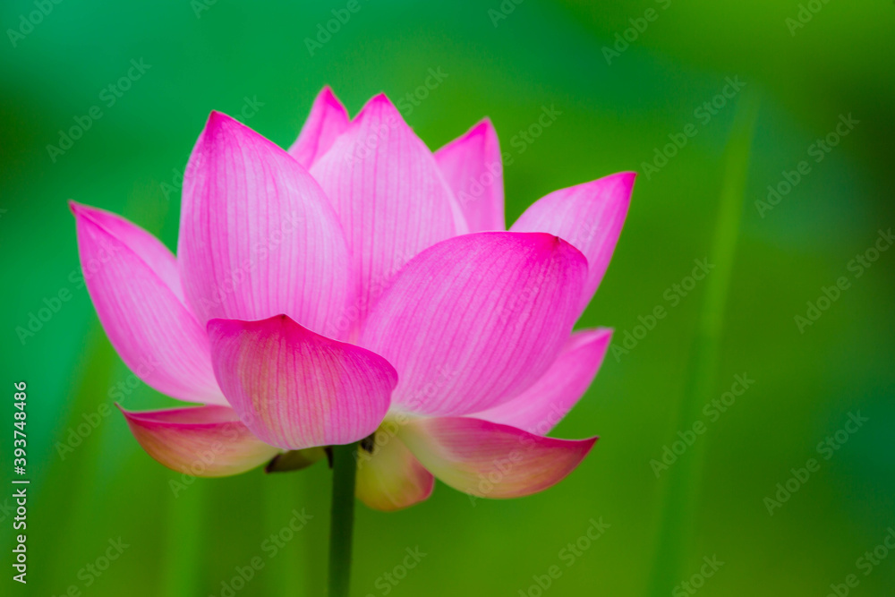 Lotus Lotus