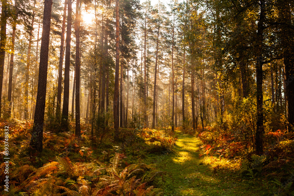 Obraz premium Beautiful morning in autumn forest, sun lights, plants, fern branches