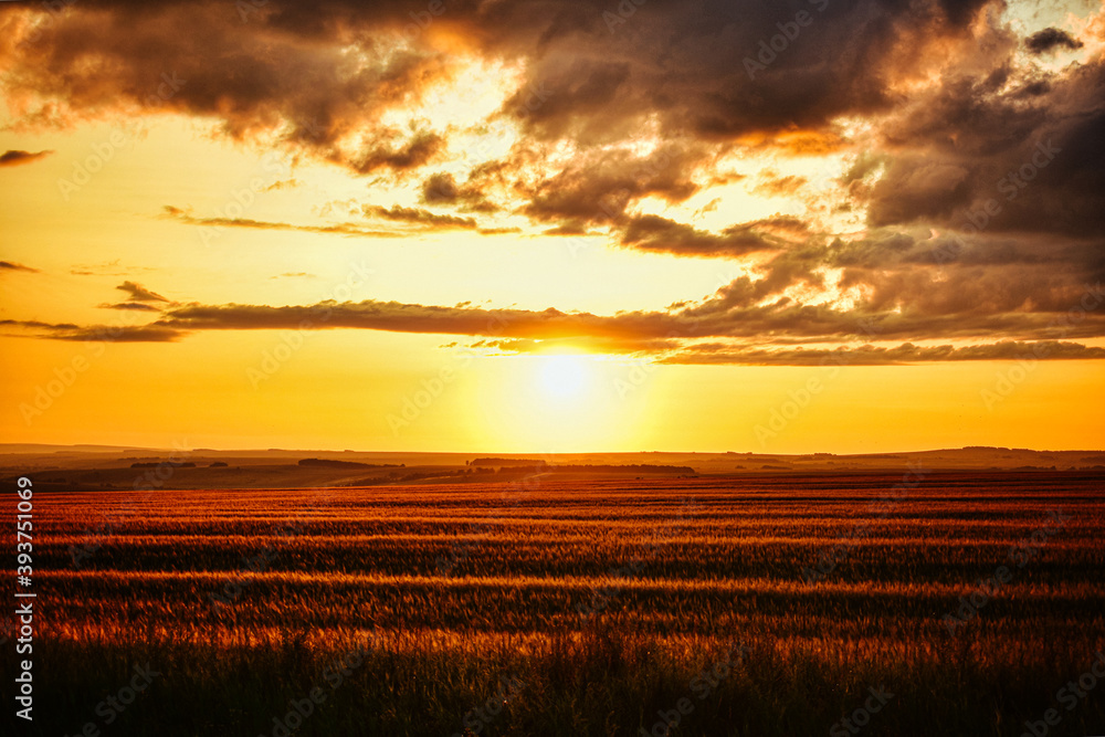 sunset in the field