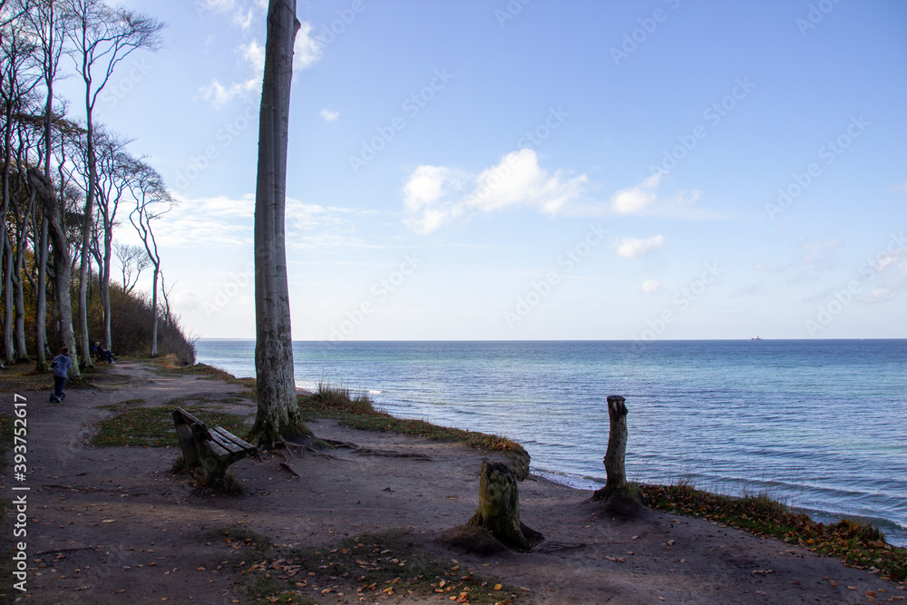 Der Küstenwald oder auch Gespensterwald genannt beim Ostseebad Nienhagen Der Küstenwald oder auch Gespensterwald genannt beim Ostseebad Nienhagen