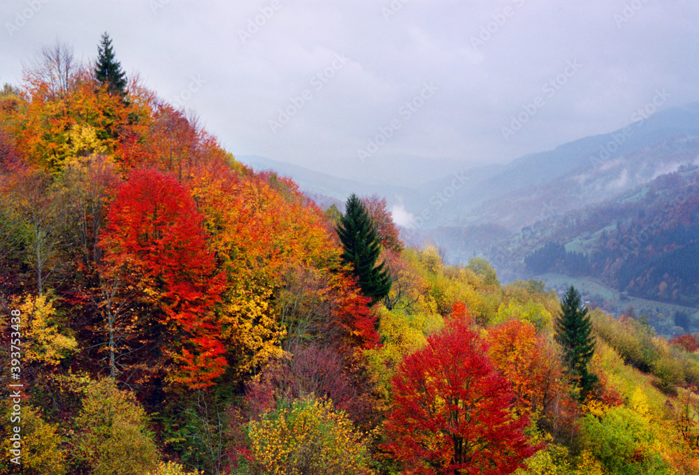 Panoramic view of the forest in the autumn mountains in cloudy weather. The real grain of the scanned film.