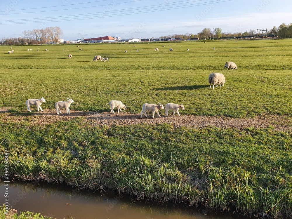 Obraz premium sheep in the field