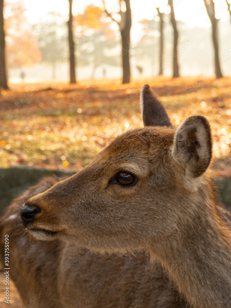 Fototapeta premium 鹿の横顔