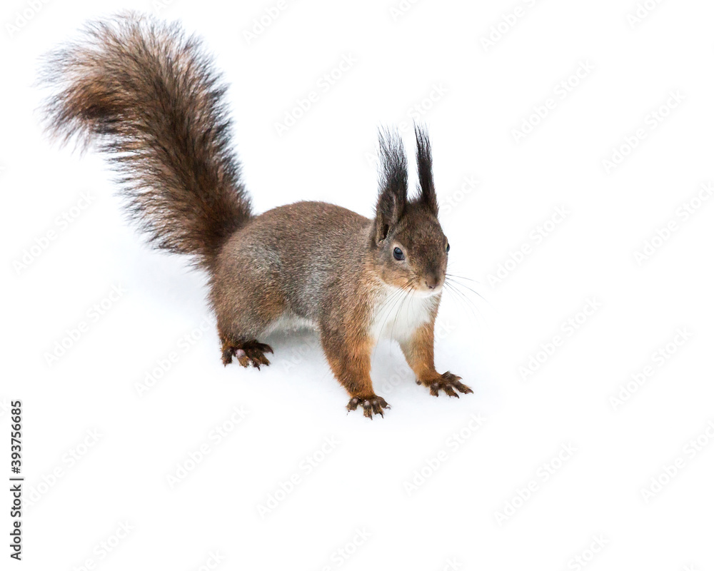 red squirrel standing on snowy ground in winter red squirrel standing on snowy ground in winter