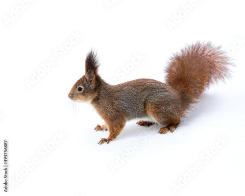 squirrel with fluffy tail standing on white snow © Mr Twister