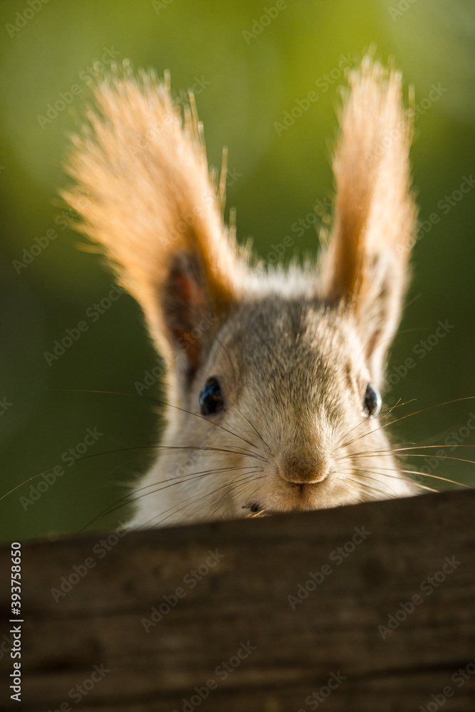 Funny squirrel with gray winter fur near feeder in the forest. Animals in wild nature. Selective focus. Shallow depth of field. Funny squirrel with gray winter fur near feeder in the forest. Animals in wild nature. Selective focus. Shallow depth of field.