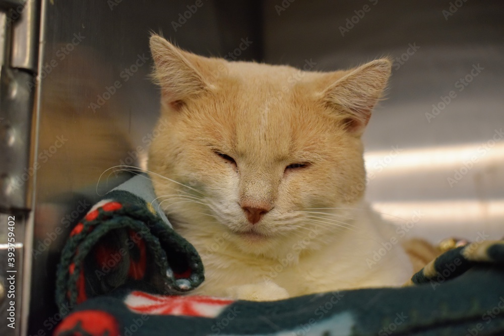 Snuggly sleeping christmas shelter cat