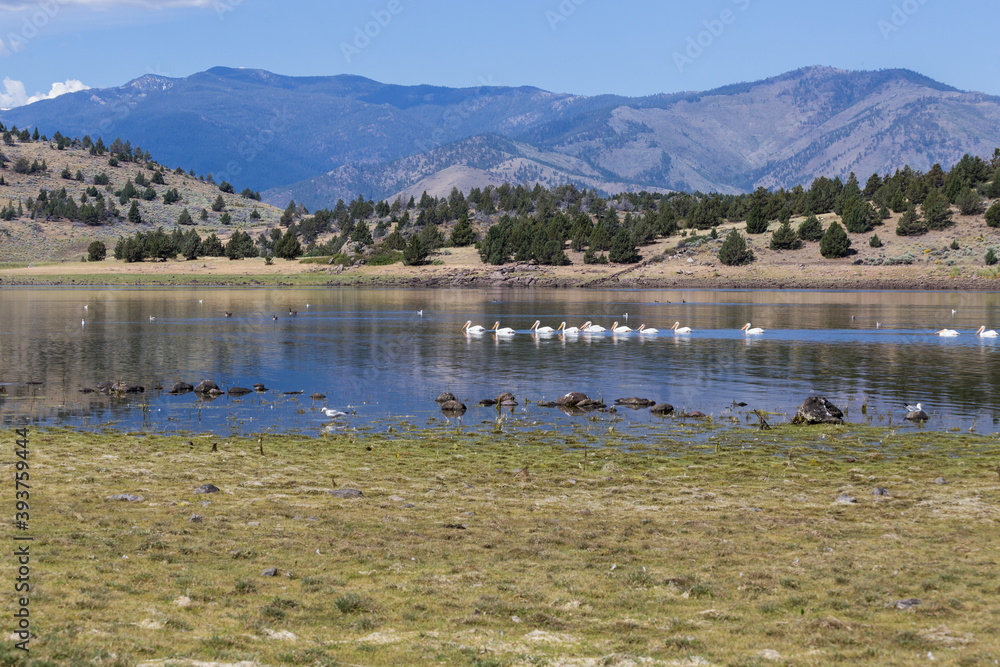 Pelicans in calm water of Shastina lake in California in the beautiful summer day Pelicans in calm water of Shastina lake in California in the beautiful summer day