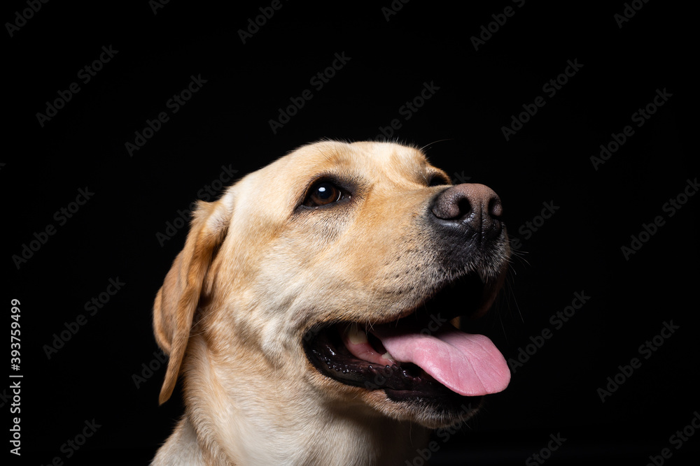 Portrait of a Labrador Retriever dog on an isolated black background.