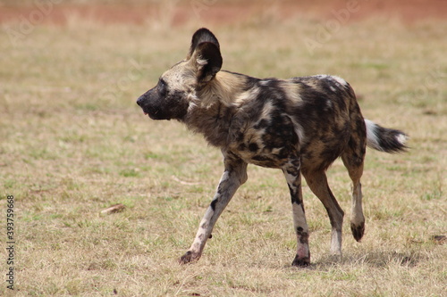 Photos taken in Rhino and Lion Nature Reserve, Krugersdorp.