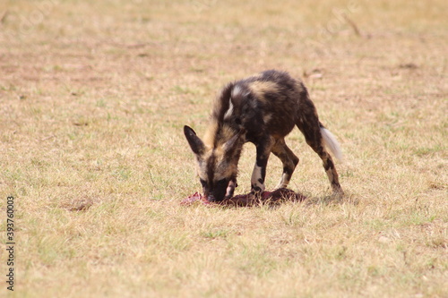 Photos taken in Rhino and Lion Nature Reserve  Krugersdorp.