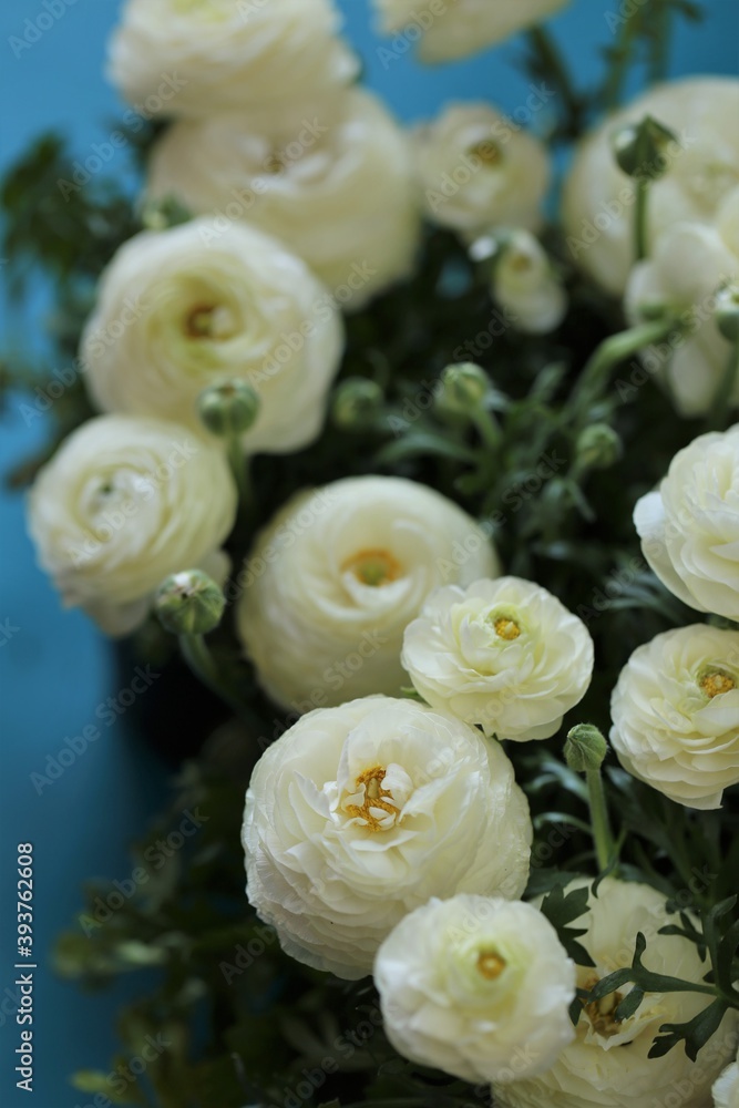 Ranunculus flower.buttercup flowers.floral background.Delicate white spring flowers on a  blue background.ranunculus bouquet close-up.Floral card with white spring flowers.women's day