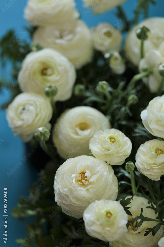 Obraz premium Ranunculus flower.buttercup flowers.floral background.Delicate white spring flowers on a blue background.ranunculus bouquet close-up.Floral card with white spring flowers.women's day