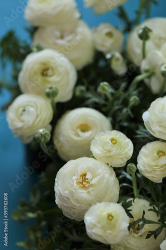 Ranunculus flower.buttercup flowers.floral background.Delicate white spring flowers on a  blue background.ranunculus bouquet close-up.Floral card with white spring flowers.women s day