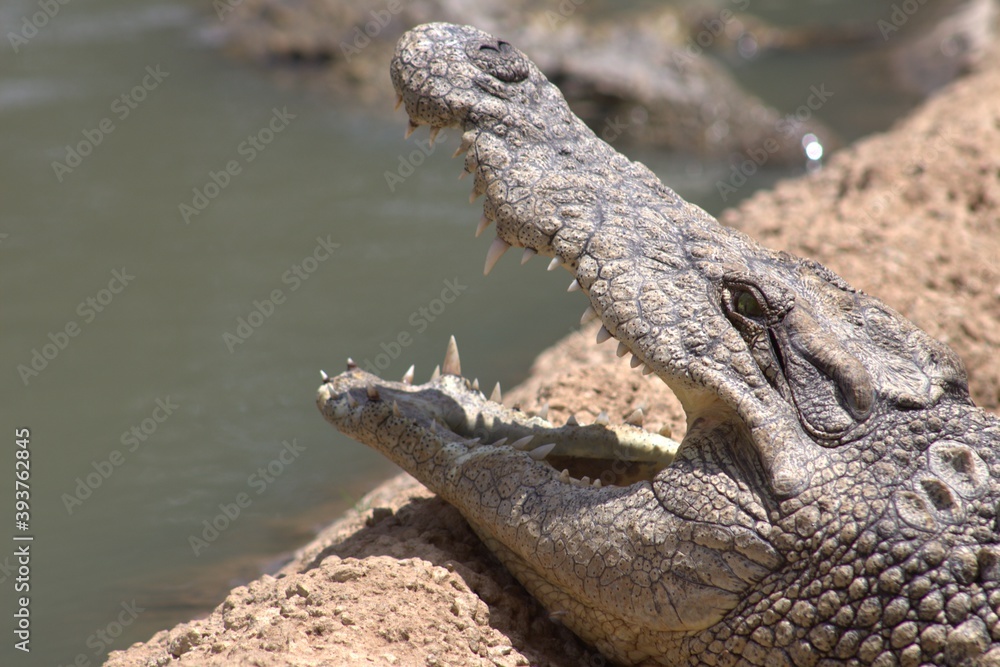 Fototapeta premium Photos taken in Croc City Crocodile & Reptile Park, Chartwell.
