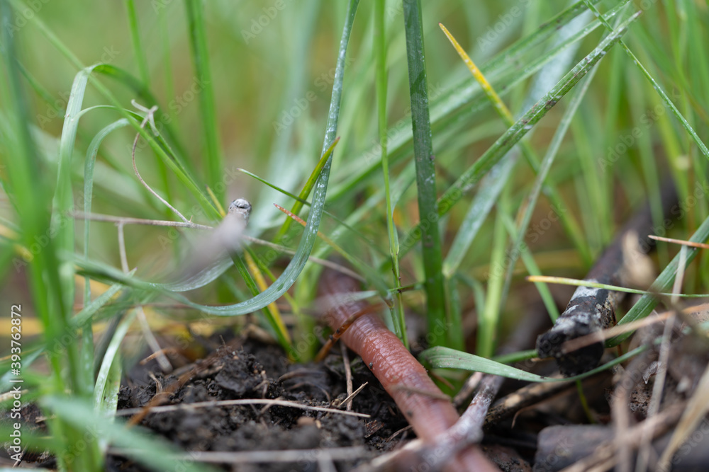 earthworm crawling through grass earthworm crawling through grass