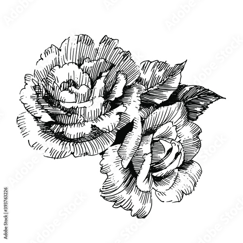 Floral botanical flower. Isolated illustration element. Vector wildflower for background, texture, wrapper pattern, frame or border.