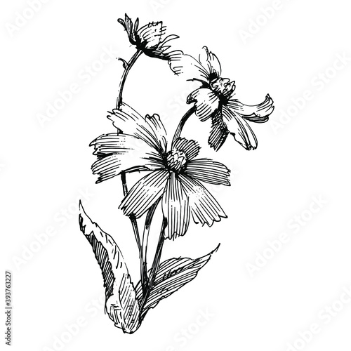 Floral botanical flower. Isolated illustration element. Vector wildflower for background, texture, wrapper pattern, frame or border.