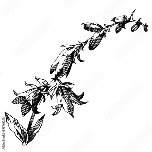 Floral botanical flower. Isolated illustration element. Vector wildflower for background, texture, wrapper pattern, frame or border.