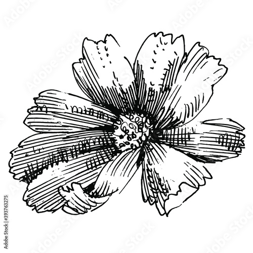 Floral botanical flower. Isolated illustration element. Vector wildflower for background, texture, wrapper pattern, frame or border.