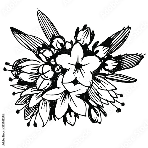 Floral botanical flower. Isolated illustration element. Vector wildflower for background, texture, wrapper pattern, frame or border.