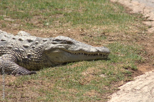 Photos taken in Croc City Crocodile & Reptile Park, Chartwell.