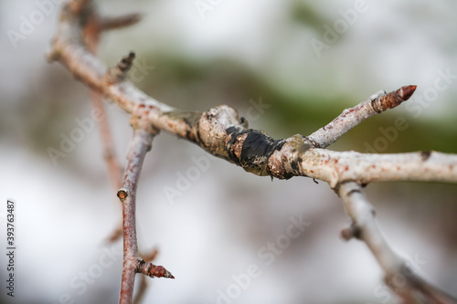 Close-up grafting site of fruit tree  plant grafting and plant care in the garden