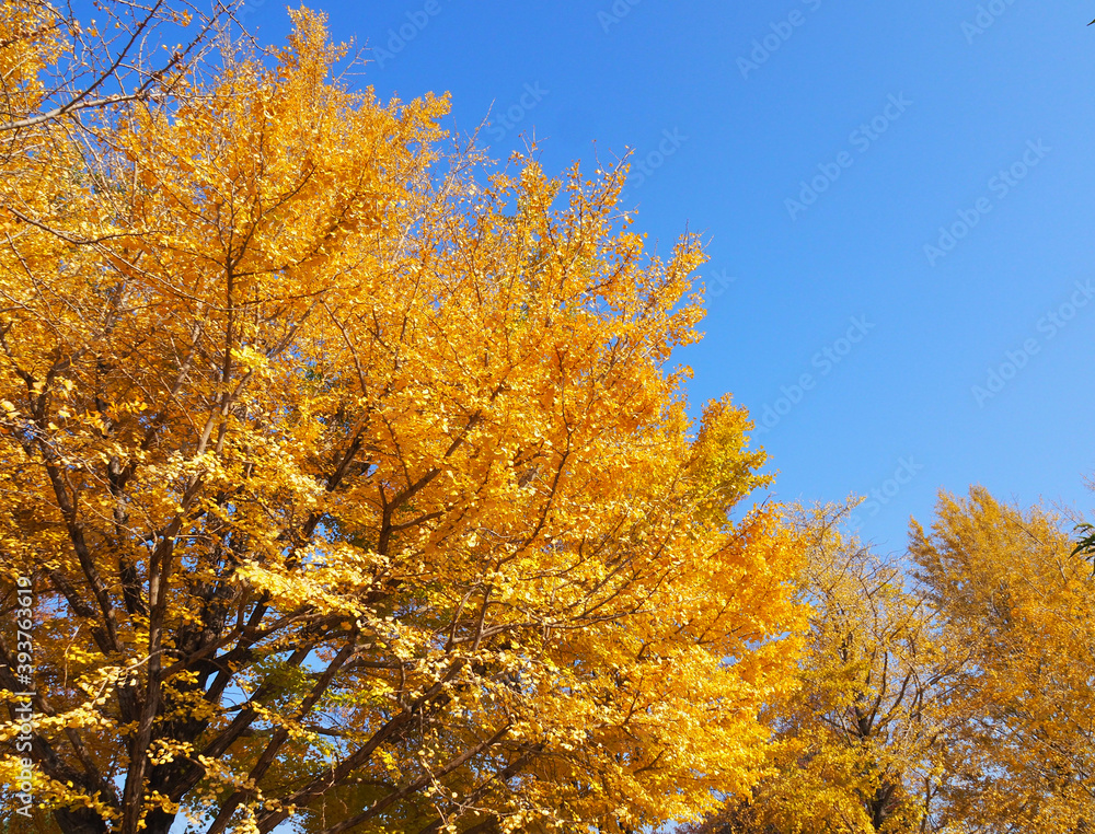 黄葉したイチョウ
