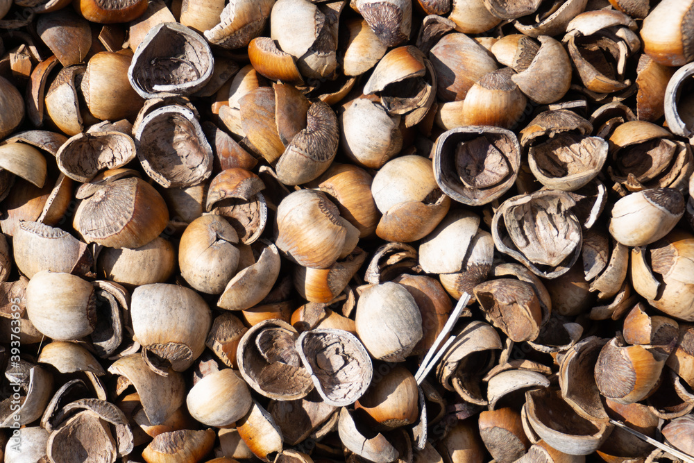 close up of a pile of hazelnut shells